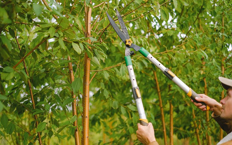 Tree trimming in Grove City, PA